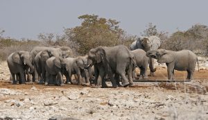 namibia africa elephant national parks etosha