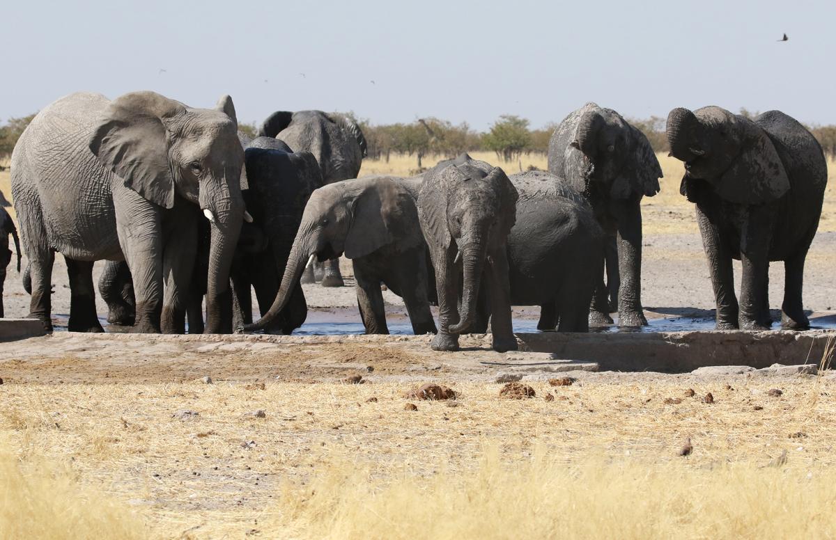 namibia etosha safariadv exploringafrica romina facchi