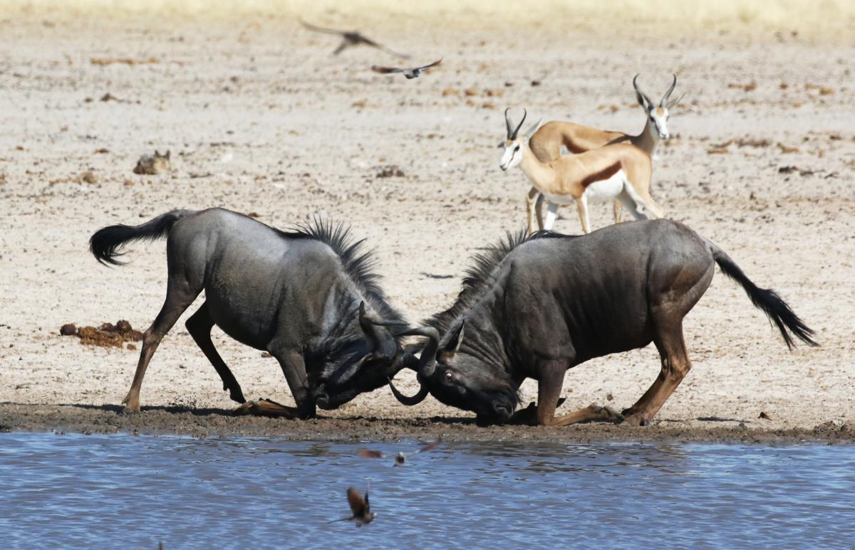 namibia etosha safariadv exploringafrica romina facchi