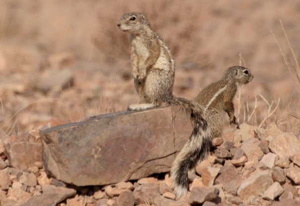 fish river canyon merkaat