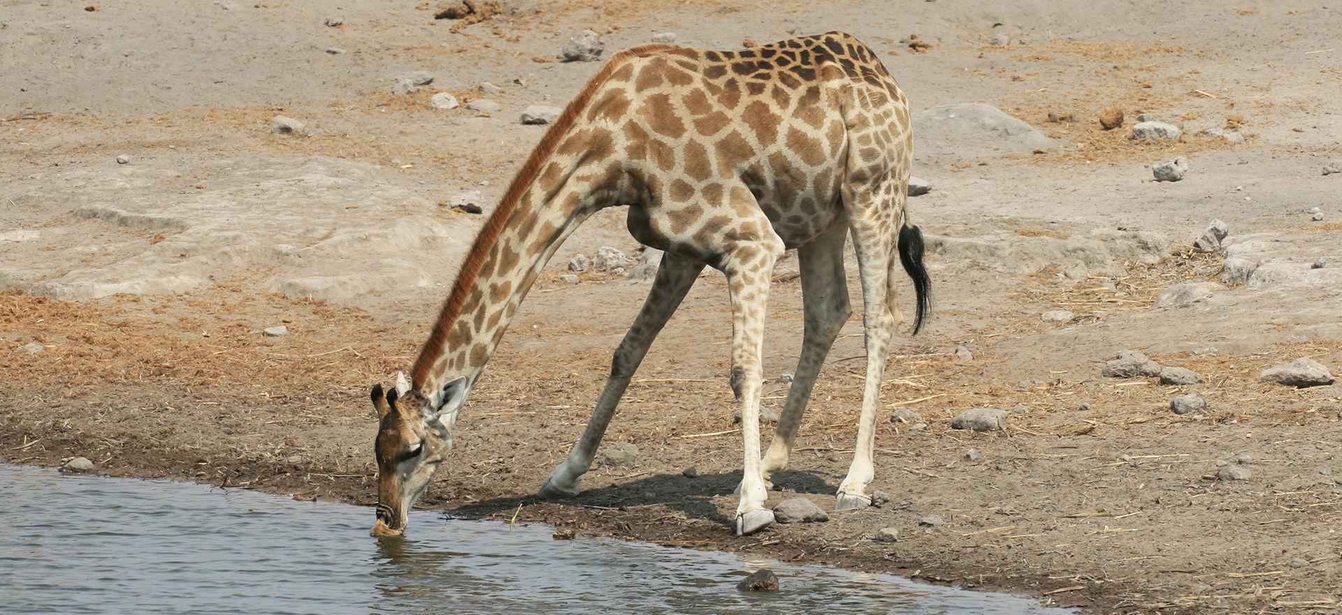 drinking giraffe in Etosha National Park africa namibia romina facchi