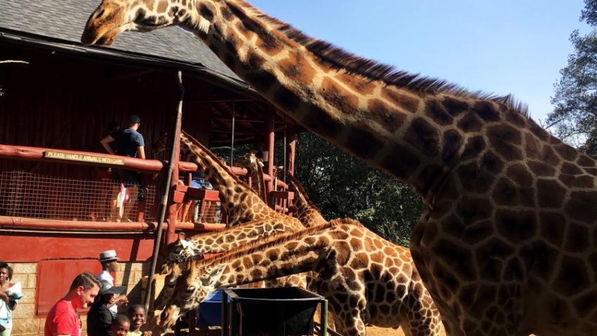 nairobi kenya giraffe center