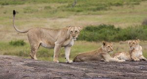 Serengeti National Park: Lions at Simba Kopjes