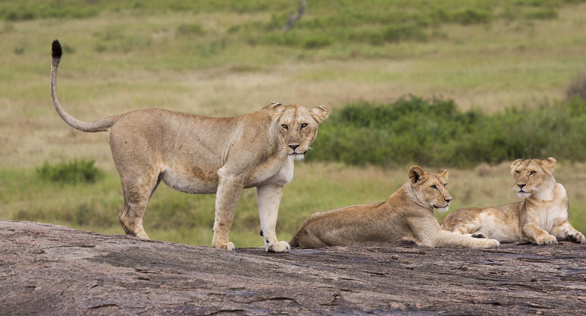 Serengeti National Park: Lions at Simba Kopjes