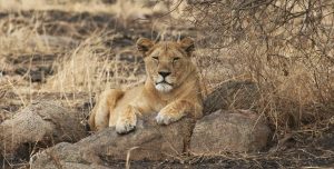 Serengeti National Park: lion laying on a kopjes