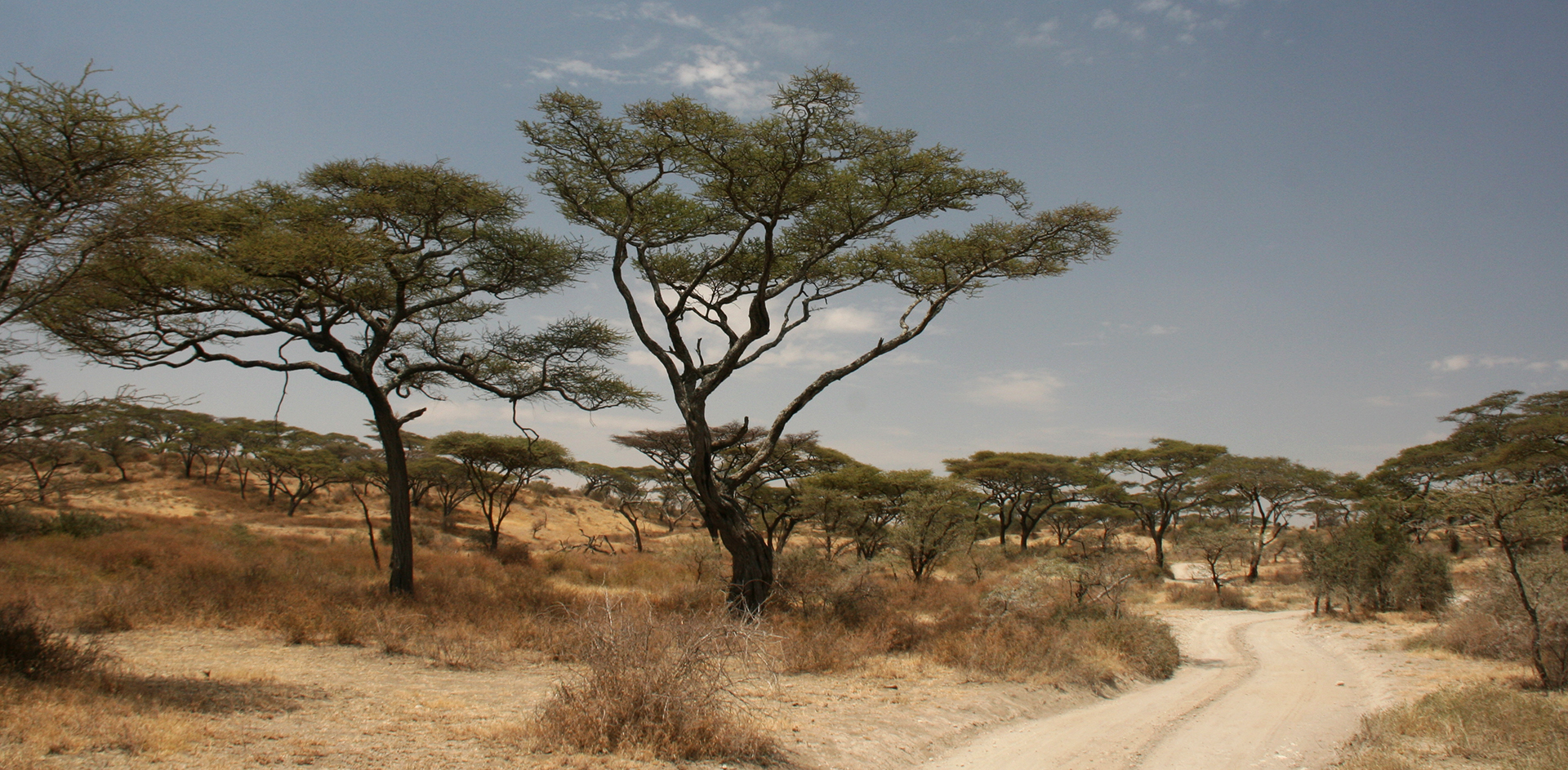 Serengeti National Park: driving trough acacia trees