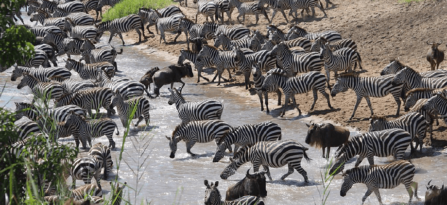 Serengeti National Park: Grumeti River with thousands of zebras