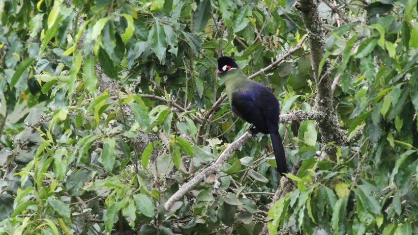 hartlaub turaco_arusha NP_tanzania romina facchi exploringafrica safariadv safari travel
