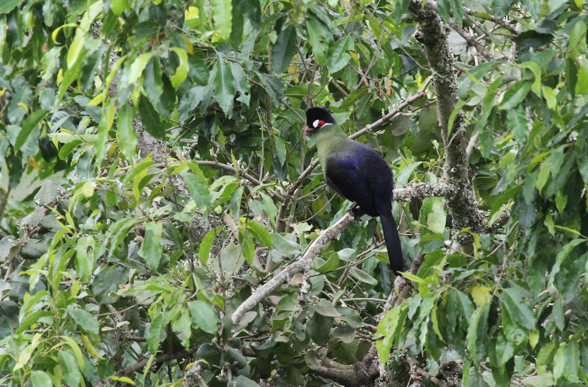 hartlaub turaco_arusha NP_tanzania romina facchi exploringafrica safariadv safari travel