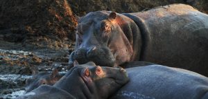 Serengeti National Park: Retina Hippo Pools at Seronera