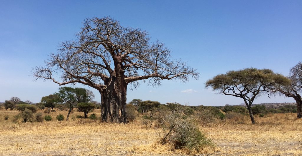 Tarangire National Park: majestic baobab adansonia digitata