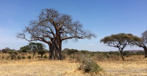 Tarangire National Park: majestic baobab adansonia digitata