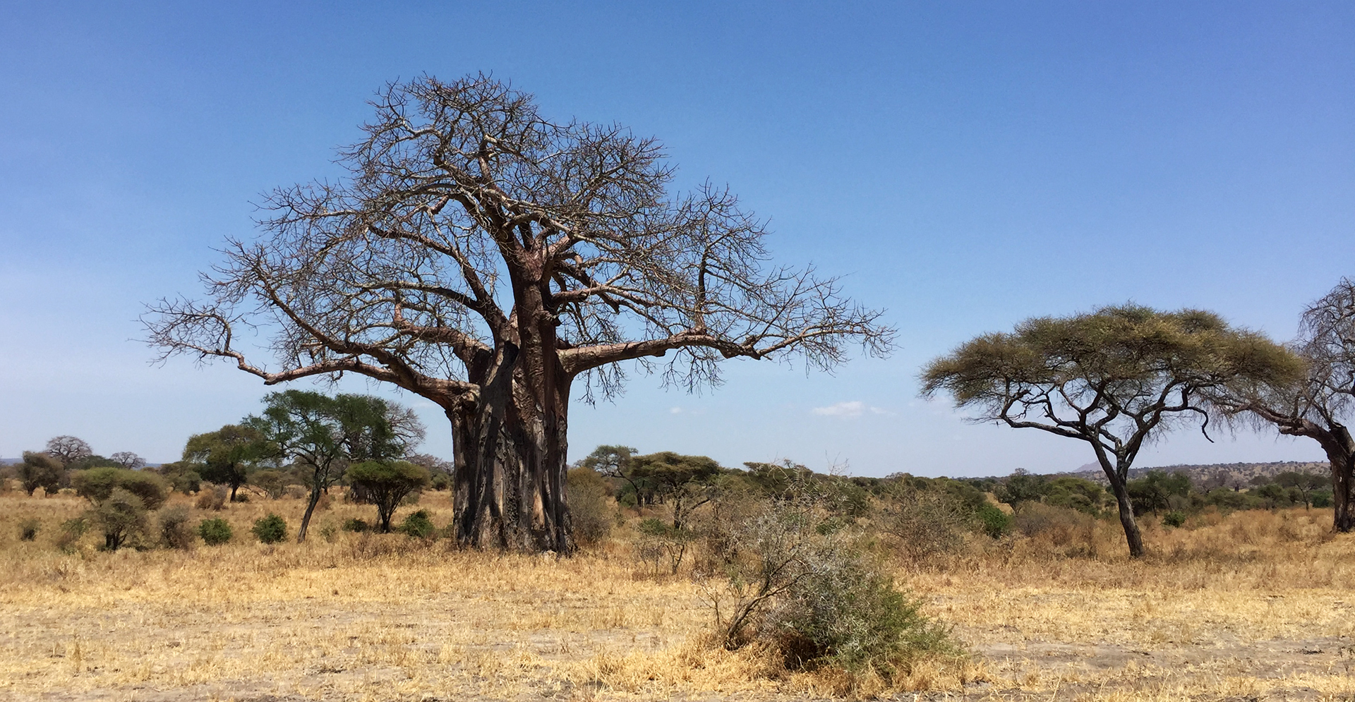 Tarangire National Park: majestic baobab adansonia digitata