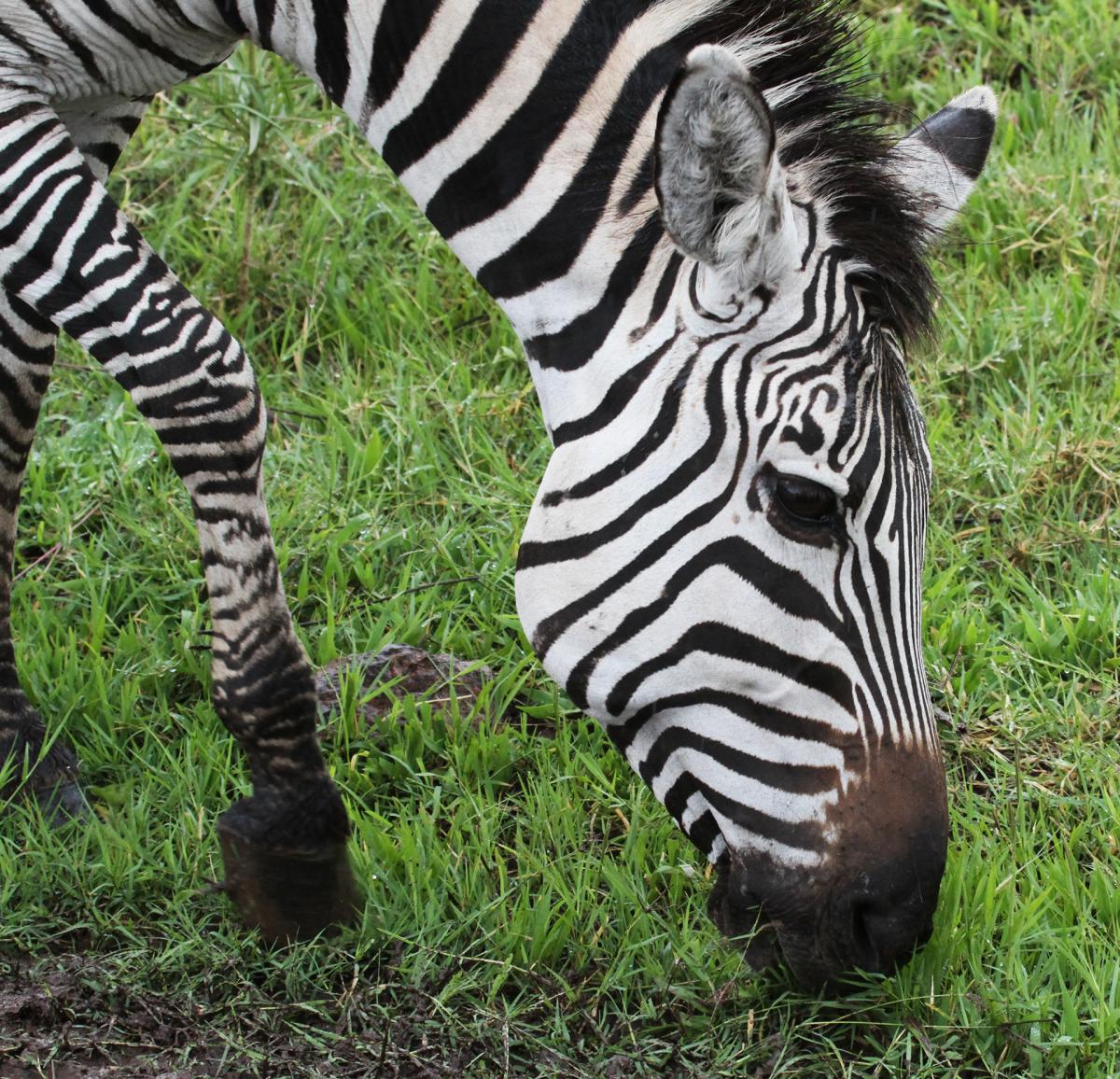 exploringafrica safariadv romina facchi travel ngorongoro