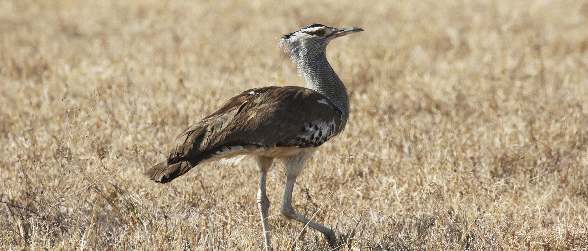 a kori bustard strolling around in Ngorongoro Conservation Area