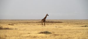 Serengeti National Park: lonely giraffe walking trough the endless plains of Kusini