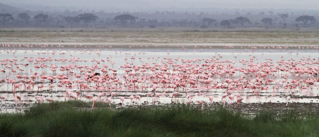 thousand of flamingos in the lake in Amboseli National Park