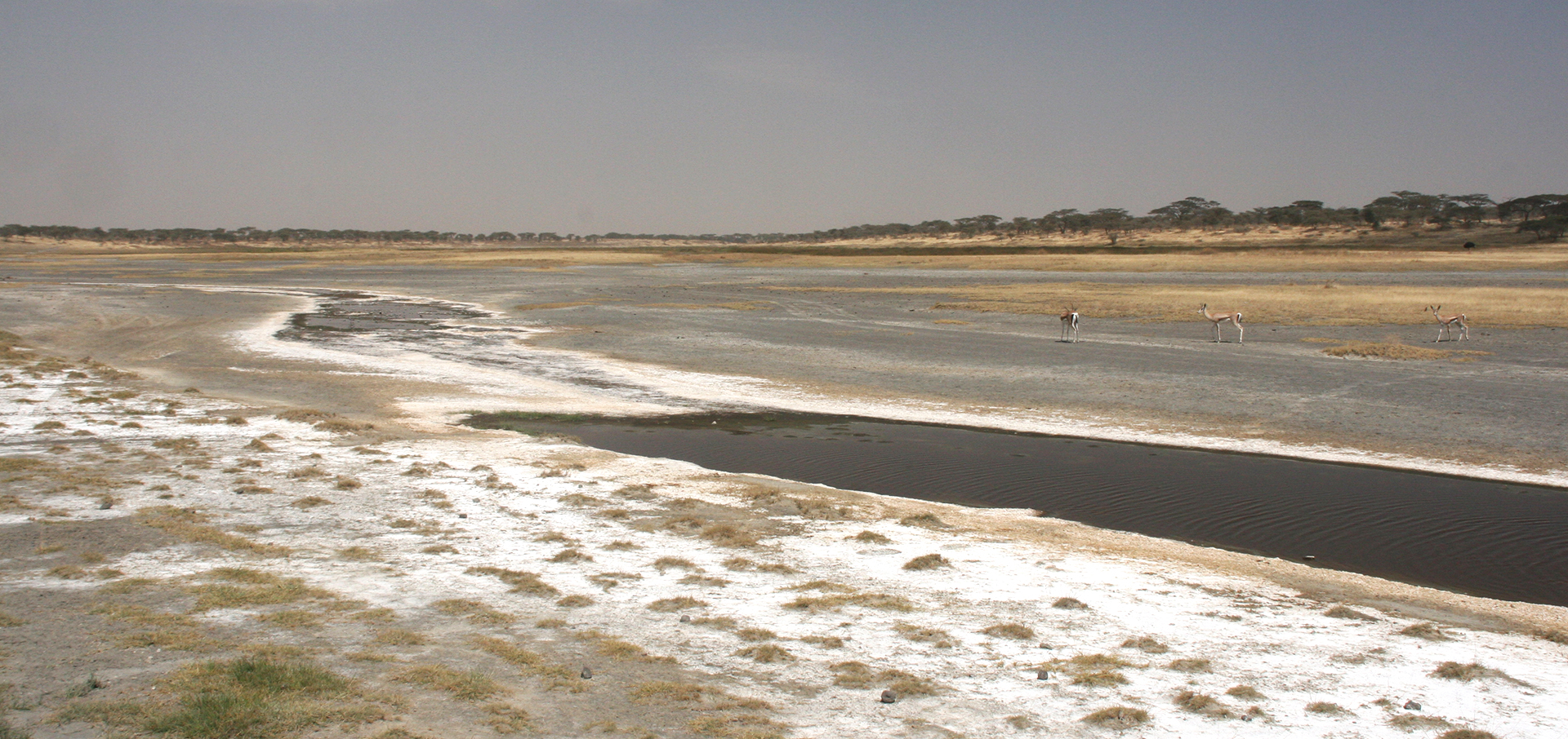 Lake Ndutu during the dry season: an endless salt pan