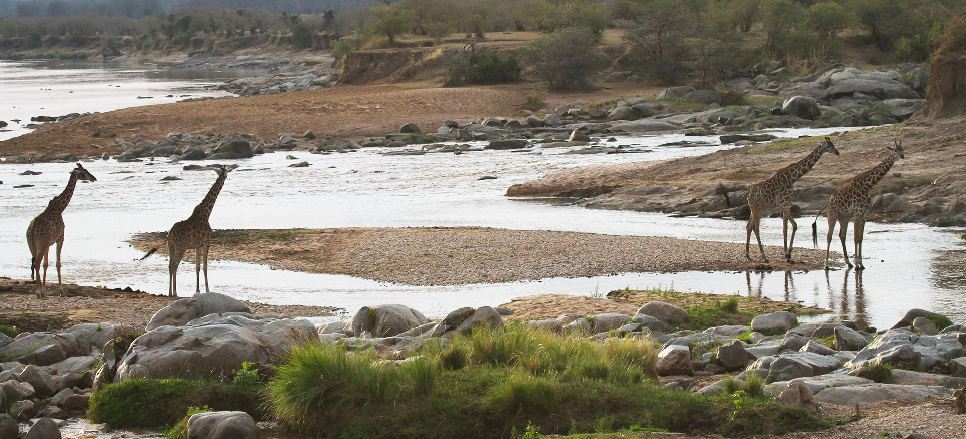 Serengeti National Park: Giraffes at Lamai Triangle