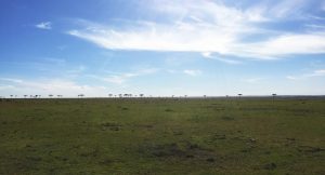 infinity landscape in Masai Mara National Reserve