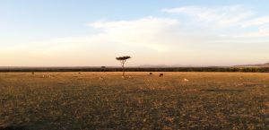 Masai Mara National Reserve landscape at the sunset