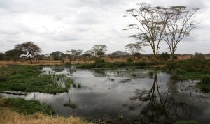 Serengeti National Park: lake, acacias and hills in background