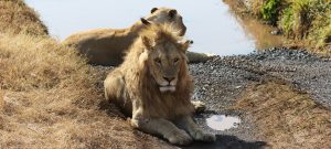 beautiful lions in Ngorongoro Conservation Area