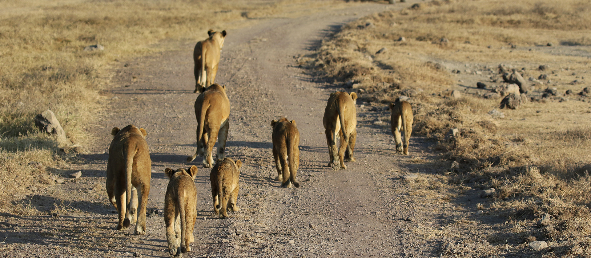 leoni ngorongoro tanzaia safari exploringafrica romina facchi lion