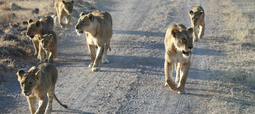 lion pride in Ngorongoro Conservation Area