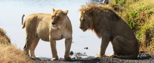 Ngorongoro Conservation Area: male and female lions walking around into savannah