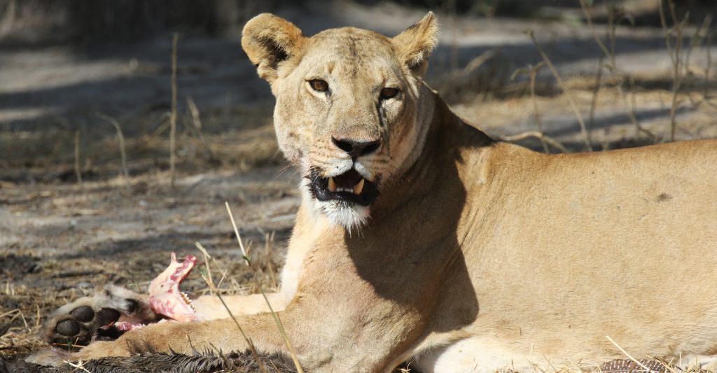 eating lion in Tarangire National Park