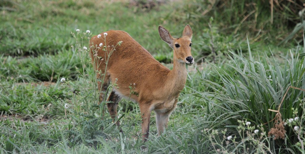 Serengeti National Park: Long Grass Plains Bohor Reedbuck