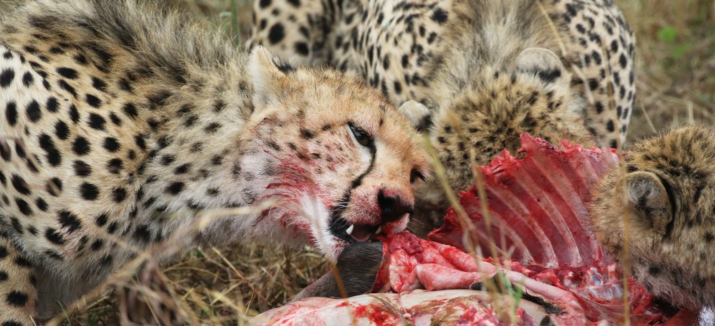 Maasai Mara Game Reserve in Kenya: cheetahs