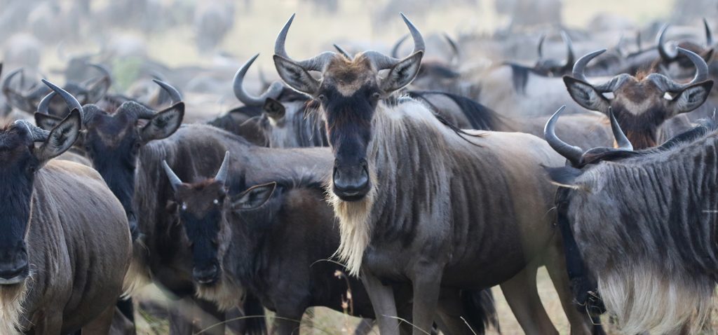 gnu and the great migration in Masai Mara National Reserve