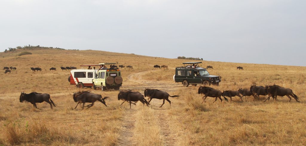 gnu and great migration in Masai Mara National Reserve