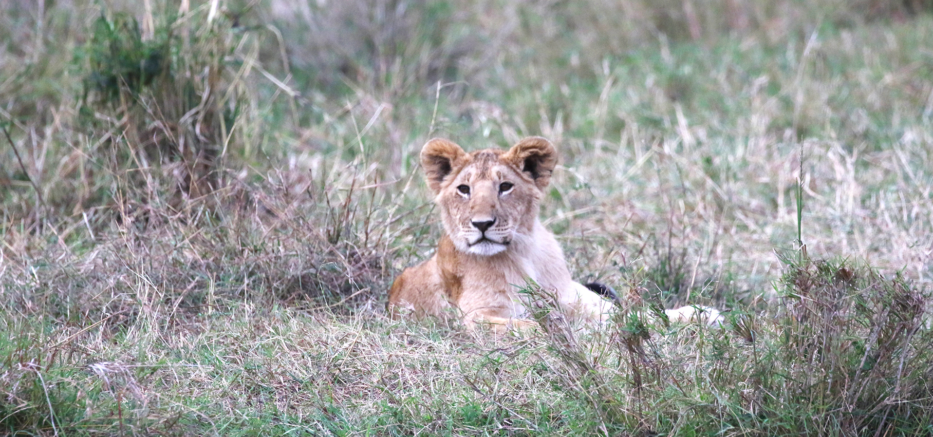 masai mara exploringafrica savannah romina facchi safariadv Olare Motorogi Conservancy lion