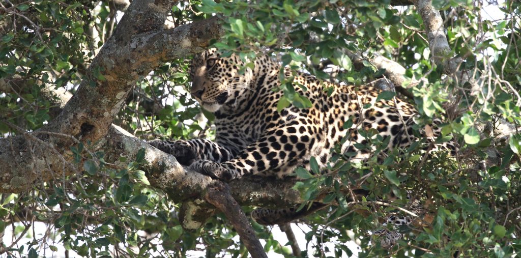 masai mara exploringafrica savannah romina facchi safariadv leopard great migration zebre river