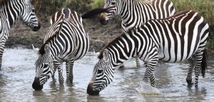 masai mara exploringafrica savannah romina facchi safariadv zebras great migration zebre river