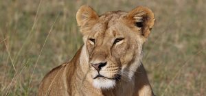 Masai Mara National Reserve: stunning female lion laying in the grass