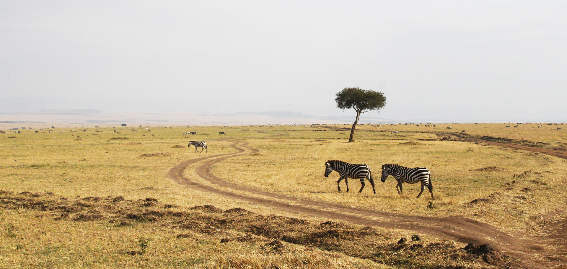 great migration zebras in Masai Mara National Reserve