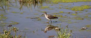 masai mara exploringafrica savannah romina facchi safariadv wood sandpiper great migration zebre river