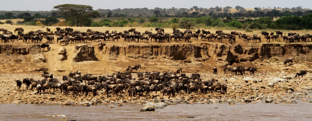 Serengeti National Park: Mara river crossing by thousands of wildebeest