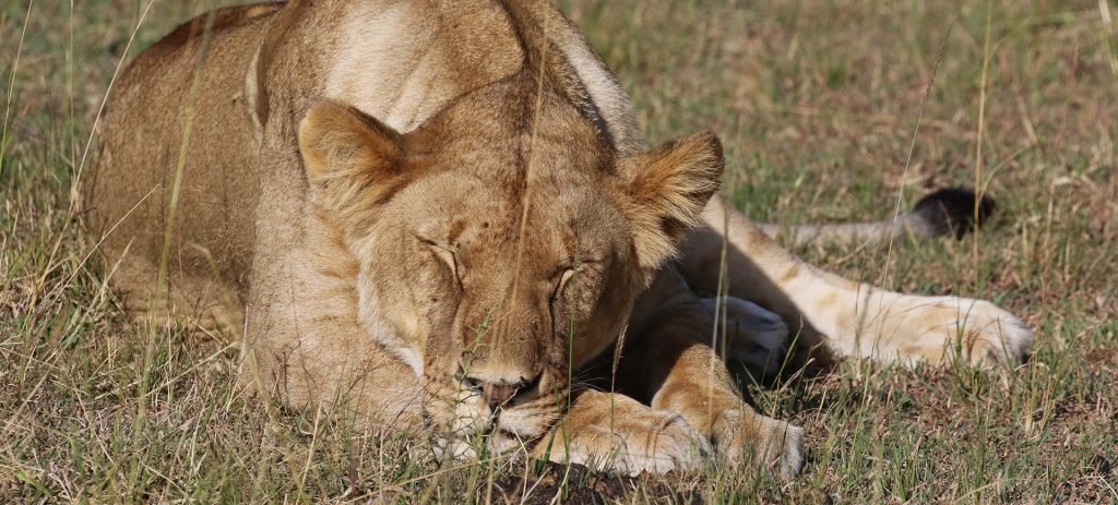 masai mara exploringafrica savannah romina facchi safariadv lion great migration