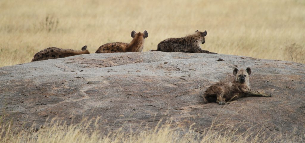 Serengeti National Park: Hyenas at Maasai Kopjes