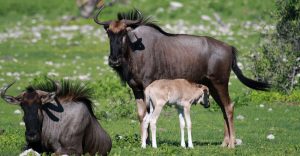 Serengeti National Park: new births gnu wildebeest in green season