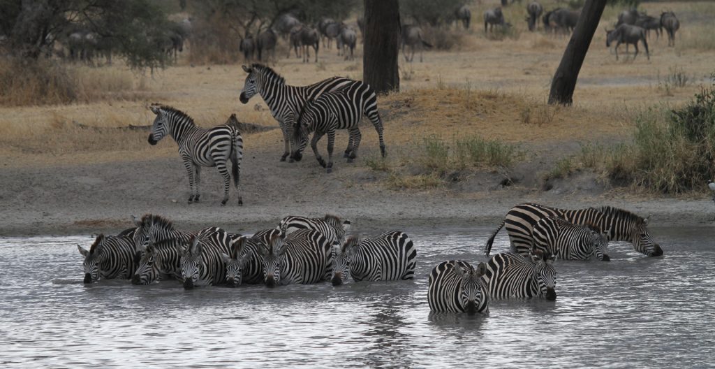 zebras enjoing a water hole in Tarangire National Park