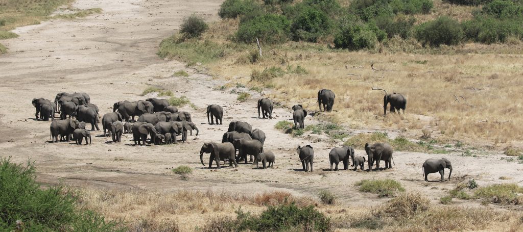 the Tarangire National Park is the park of elephants