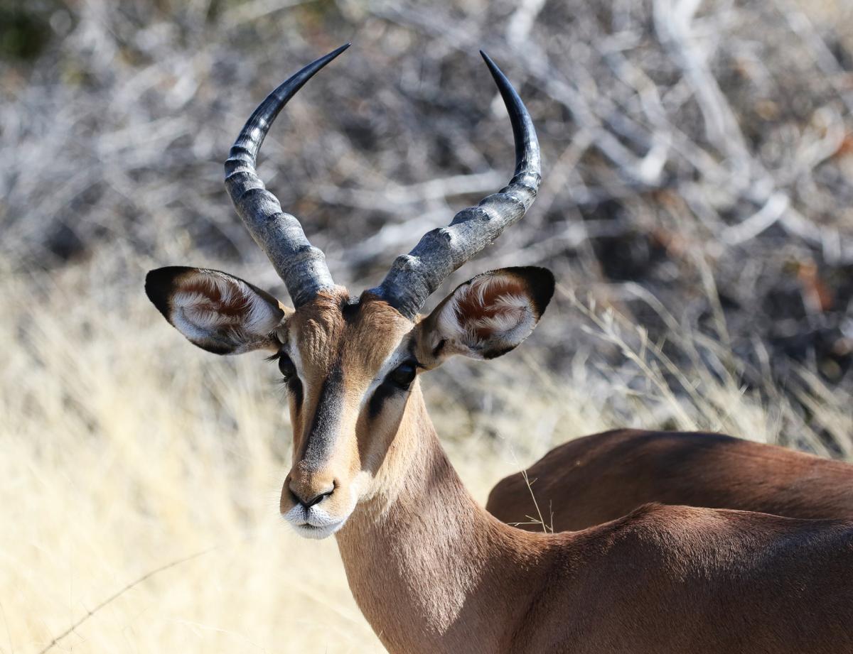 namibia exploringafrica safariadv rominafacchi etosha travel safari