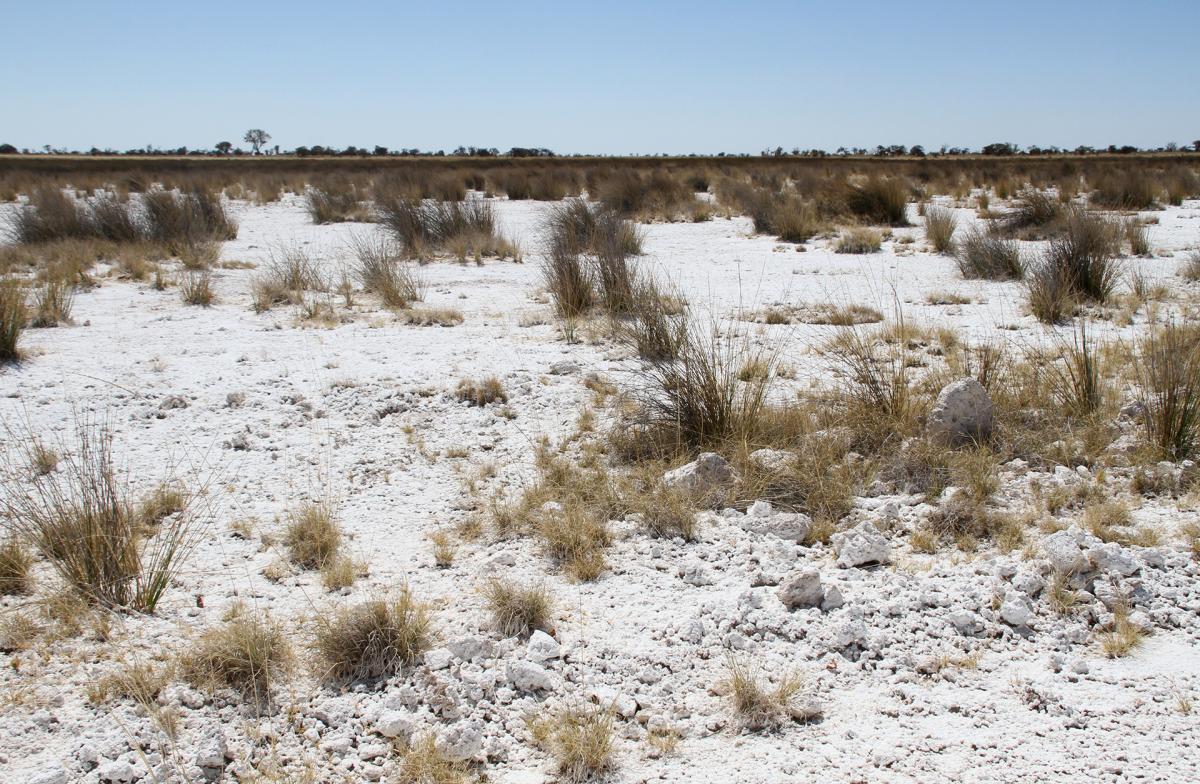 exploringafrica safariadv romina facchi namibia etosha travel safari