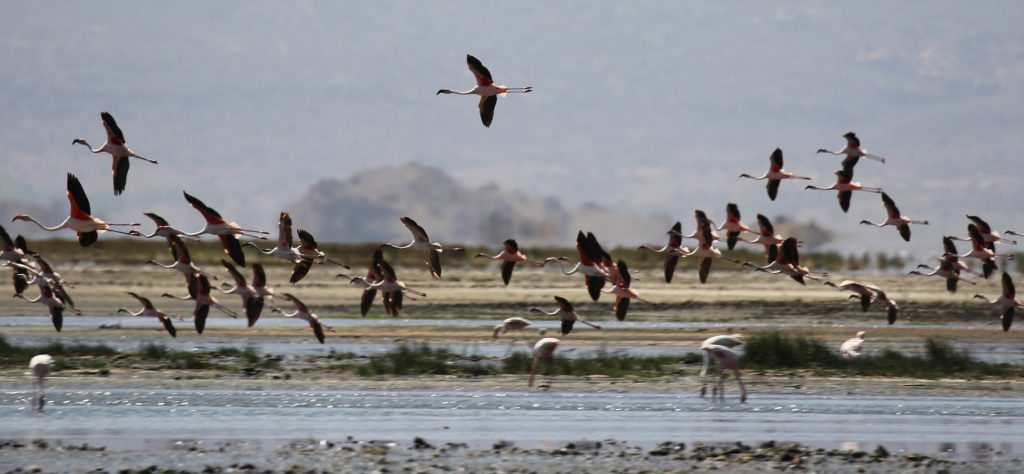 Natron Lake: one of the preferred place from flamingos for breeding